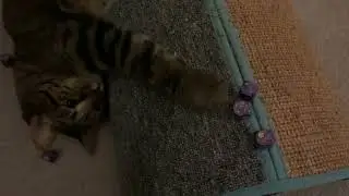 Non-Content: Cat Rolls Dice