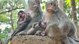 It is truly heartbreaking that a newborn baby monkey cannot breastfeed