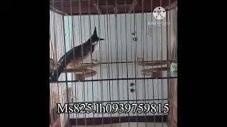 Ms825.gi&aacute; 3đ5 Chim 18 th&aacute;ng bộ to đẹp d&agrave;i nết dữ ph&aacute;ch nhanh cầu.lh0939759815