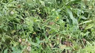 Wild flowers and plants in the Swiss alps, Bernese Oberland.