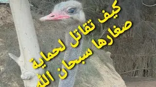 النعامة تدافع عن صغارها من اخطر الحيوانات المفترسة .