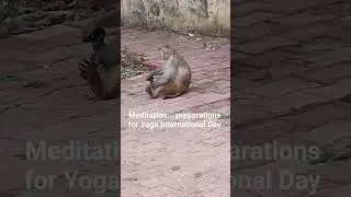 #yoga#animals#monkey#funny#animallove#animalworld#trending
