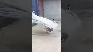 peacock dance just before the rain.. #peacock #peacockdance #shorts #shortsvideo