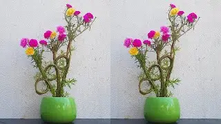 ten o'clock flower bonsai planting