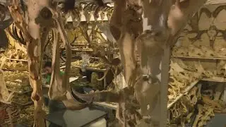 The Bone Palace Is A San Francisco Home Containing Over 7,000 Skulls