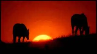 Wild Horse Preservation