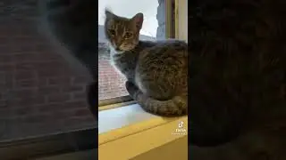 Car alarm cat makes hole in window| #cats