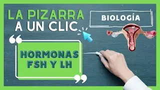 Todo lo que debes saber de las hormonas FSH y LH - LA PIZARRA A UN CLIC BIOLOG&Iacute;A