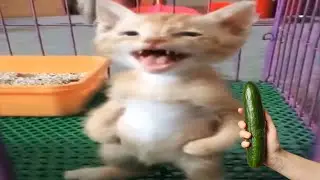 Funny Animal Videos 2023 | Funniest Cats and Dogs video | UniqueMix   1