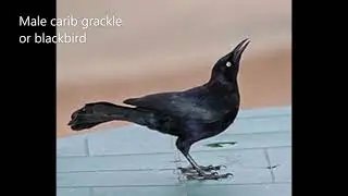 Black Bird and Kiskadee