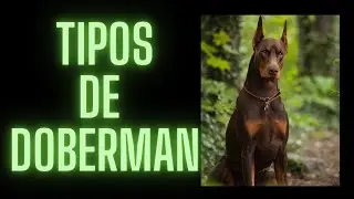 TIPOS DE DOBERMAN