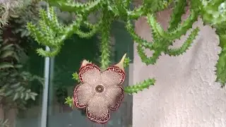 linda suculenta Edithcolea grandis &eacute; uma esp&eacute;cie de planta suculenta da fam&iacute;lia Apocynaceae