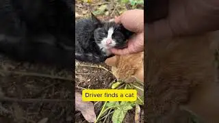 Unexpected Passenger: Driver Finds a Cat on the Road! #shorts #cat