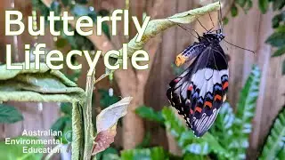 Citrus Swallowtail Butterfly Lifecycle