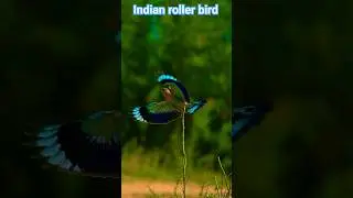 Indian roller bird | Indian roller bird flying #bird #birdlife