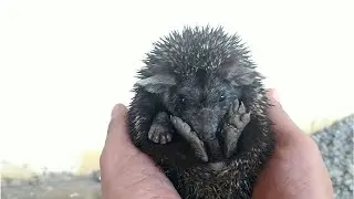 fun time with hedgehog / hedgehog taking bath
