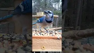 Blue Jay Senses It&rsquo;s Being Watched #shorts #birds