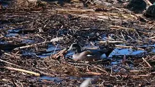 Ducks and gulls