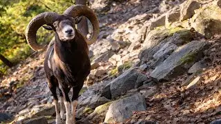 Camera Trap Left for 7 Days Reveals Hidden World of Wildlife