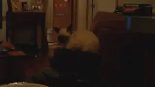 Rotomon Presents the Flying Cat