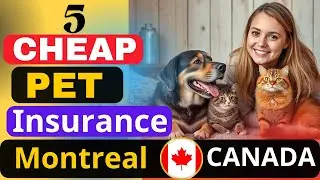 Top 5 Cheapest Pet Insurance in Montreal Canada 2025 | Best Affordable Plans for Dogs & Cats