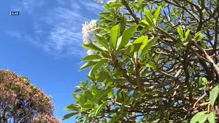 Maui residents urged to preserve trees amidst wildfire recovery efforts