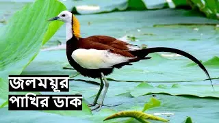 জলময়ূর পাখির ডাক রিংটোন | Pheasant Tailed Jacana Bird Call | Jacana bird Sounds @wildindiamit​