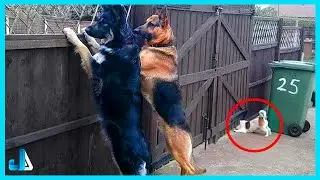 😆 Animals With the Highest IQ Will Amaze You 🐶🧠 Funny Animal Videos 2025