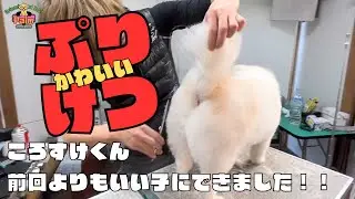 前回噛まれてしまったポメ×ペキを全身ハサミ仕上げ！！