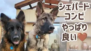 【ジャーマンシェパード】心配もしたけれど、先住犬と新入り犬の関係は良好です😊