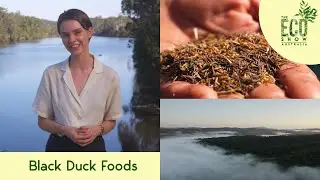 The Eco Show - S01E03 - Black Duck Foods