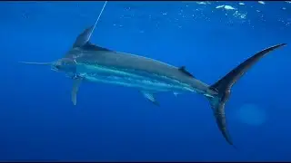 Fishing in Costa Rica 🐟 TOLLES OCEAN ANGELN