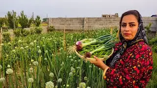 Harvesting Garden Peas in a Village in Iran | Fresh Salad from the Farm!