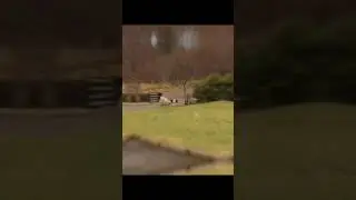 funny pet #short #funnypets #funnyshorts #pets #videosanimals #petvideo #videopet #funnypetsvideo