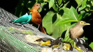 Birds at the Asa Wright Nature Center