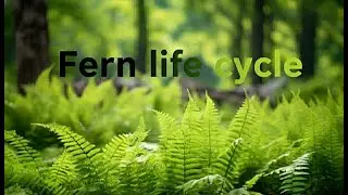 วงจรชีวิตของเฟิร์น (Fern Life Cycle)