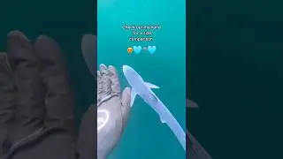 Have you ever seen a cuter BABY BLUE SHARK? 🦈💙🥹 #babyshark #underwater #videography #hawaii #a