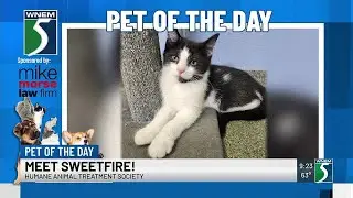 TV5 Pet of the Day: Sweetfire!
