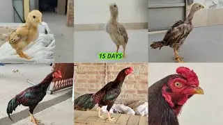 1 aseel chicks 1 day growth || and after finally 15 months growth complete