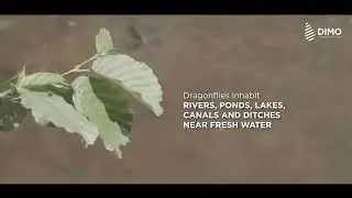 Dragonflies of Sri Lanka | DIMO's Annual Report 2023/24 | DIMO