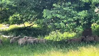 Sounds on please 🐑 Sheep  enjoying life 🐏