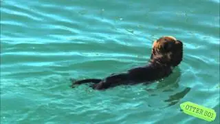 Sea Otter Pup Covers Eyes with Paws