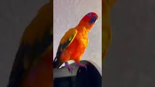 Music ON 🦜 #animals #birds #cute #funny #funnyshorts #sunconure #ilikeit #dance