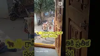 #Sankranthi #Gangireddu #GangiredduPanduga#TeluguCulture #Viral#