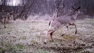 Wildlife Camera spring 2016 Mud Brook