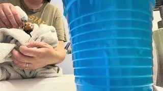 Baby Chick Reese&lsquo;s Cup how to bath injured chick video 3 (8)￼