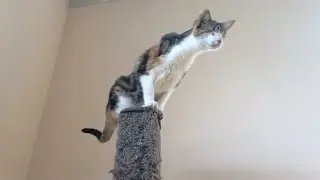Honey Bee: Conquering The Scratching Post