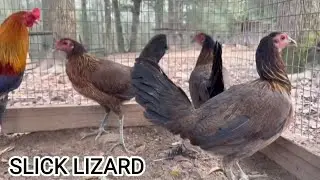 PULLETS - Shape Chicken Coop Outdoor Breeding Pens Slick Lizard Farm Alabama USA