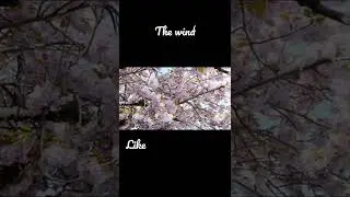 The Wind