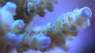 A Reef in the Sky: Aquarium